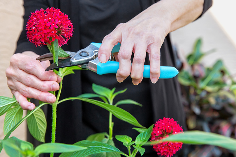 A woman carefully trims flowers with scissors, showcasing her gardening skills amidst a vibrant floral backdrop.